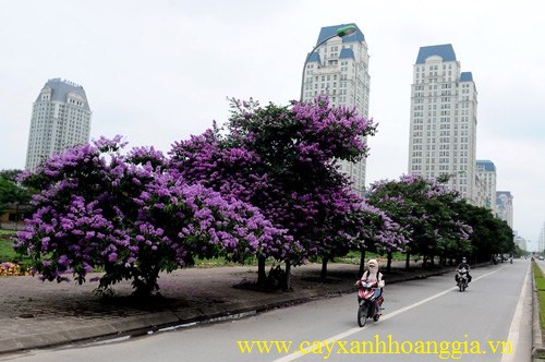 Cây bằng lăng