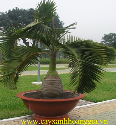 Cây cau sâm banh trồng làm cảnh