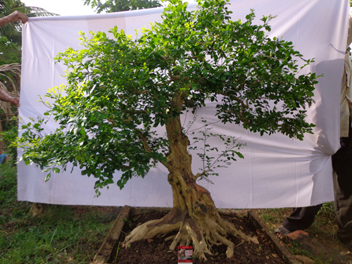 Cây nguyệt quế bonsai dáng đẹp