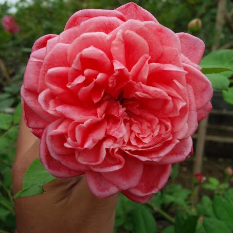 Hoa hồng cổ sapa đẹp