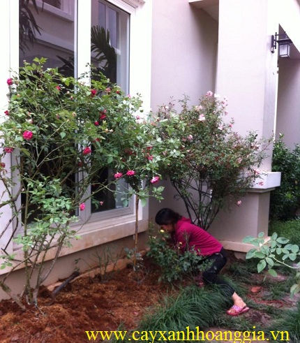 Cây hoa hồng nhung được trồng ở biệt thự