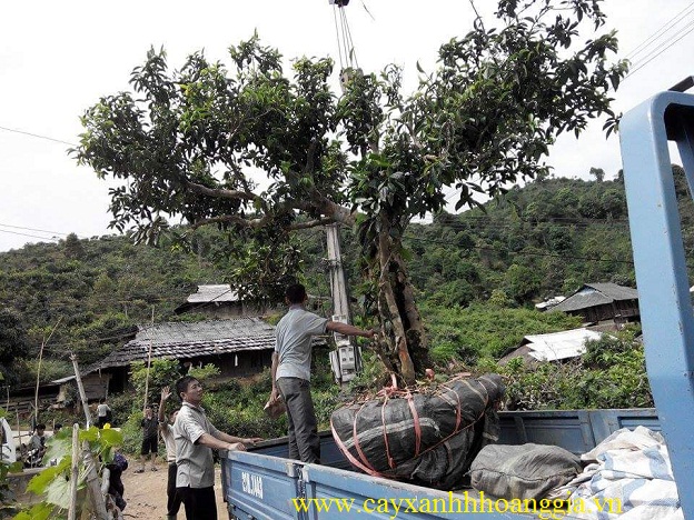 cây trà tuyết