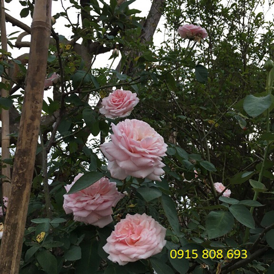 Hoa hồng văn khôi