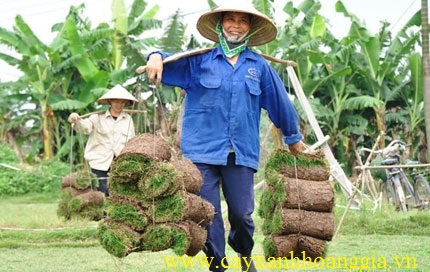 cỏ nhung