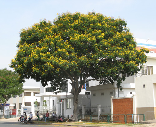 Cây lim xẹt được trồng ở trường học