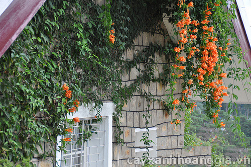 Trồng hoa leo bao quanh tường nhà