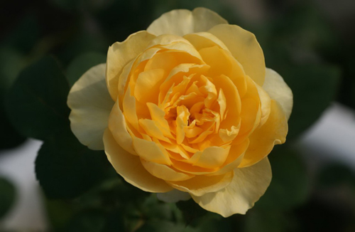 Hoa hồng trung quốc 5