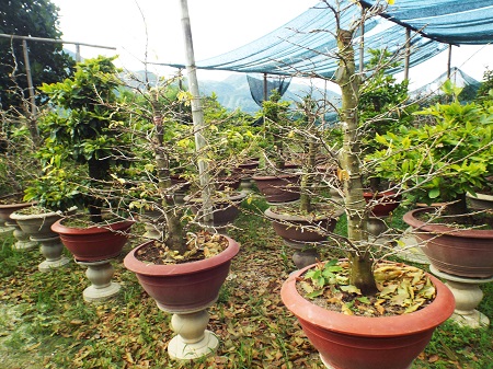 Vườn mai bạc tỉ
