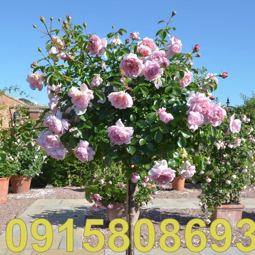 Cây Hồng Tree Rose