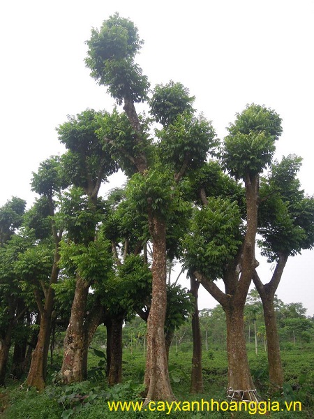 Cây Sấu Công Trình