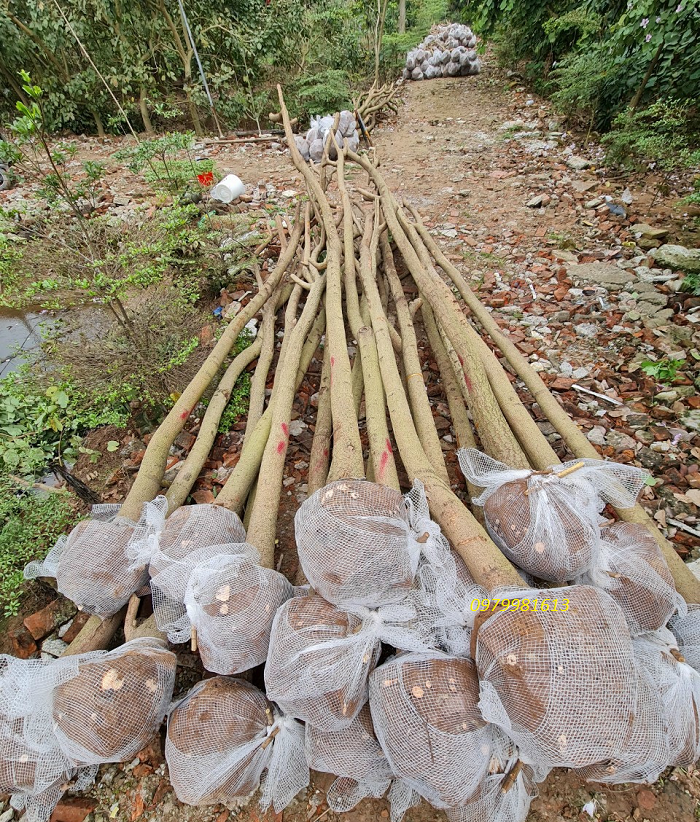 cây hoa ban công trinh