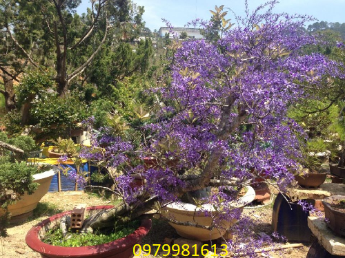 cây hoa mai xnah bonsai