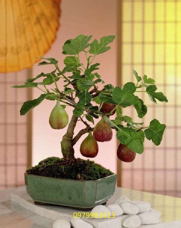 cay sung my bonsai