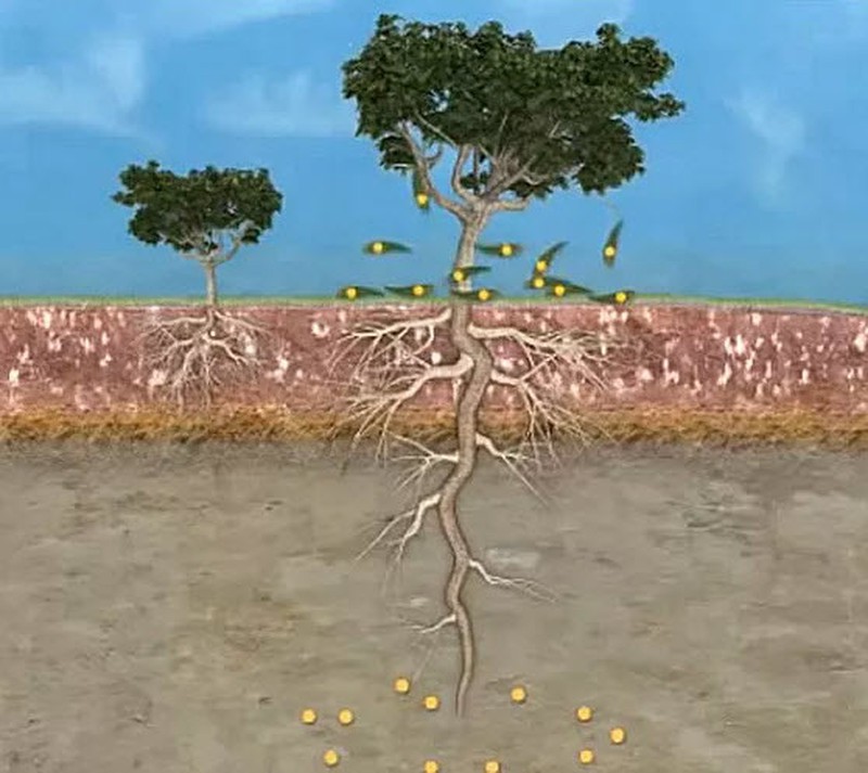 cây ăn quả có 2 loại rễ
