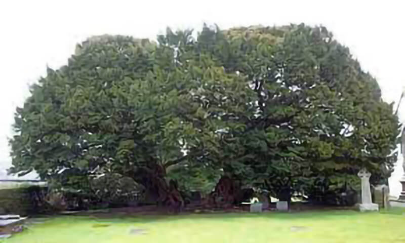 cây tùng llangernyw